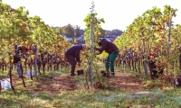 2019_Weinlese_02