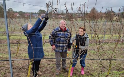 Wieder ist Leben im Weinberg