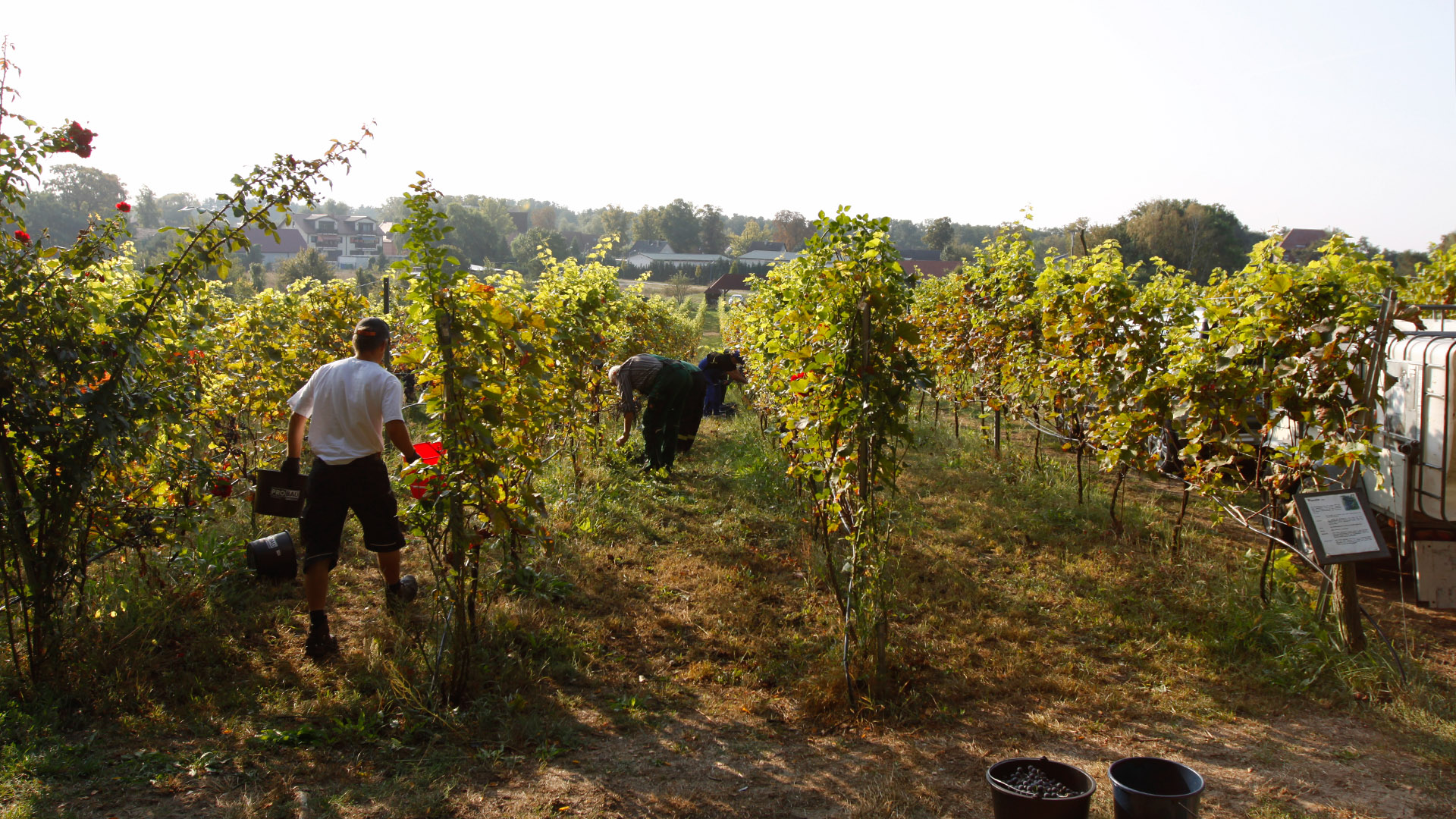 Weinlese 2018